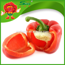 Capsicum de cor fresca com preço competitivo